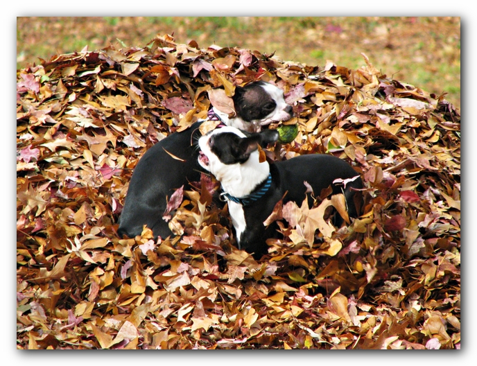 Miley and Howie - Boston Terrier Puppies