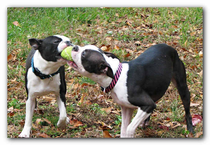 Miley and Howie - Boston Terrier Puppies