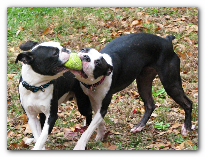 Miley and Howie - Boston Terrier Puppies