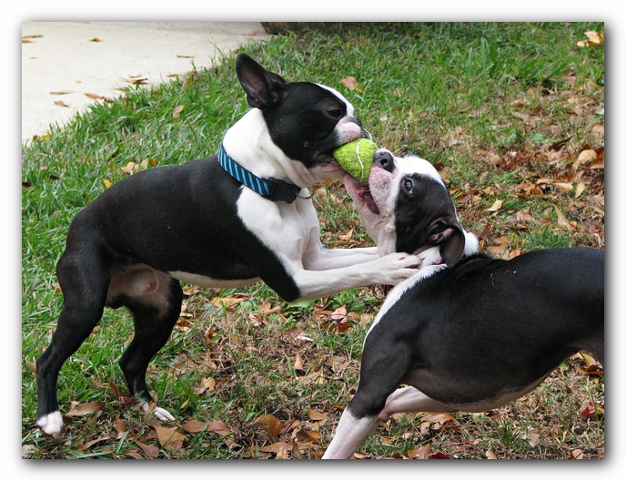 Miley and Howie - Boston Terrier Puppies