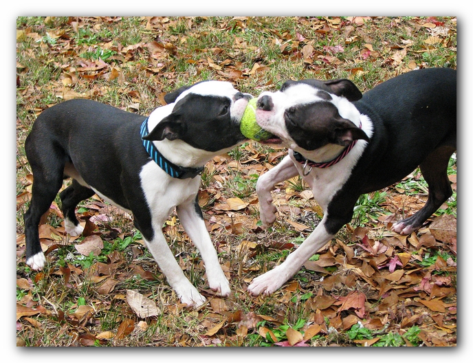 Miley and Howie - Boston Terrier Puppies