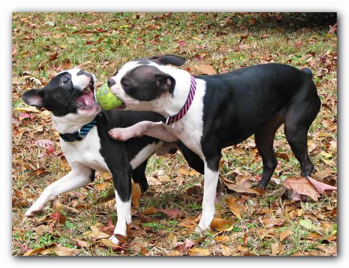 Miley and Howie - Boston Terrier Puppies