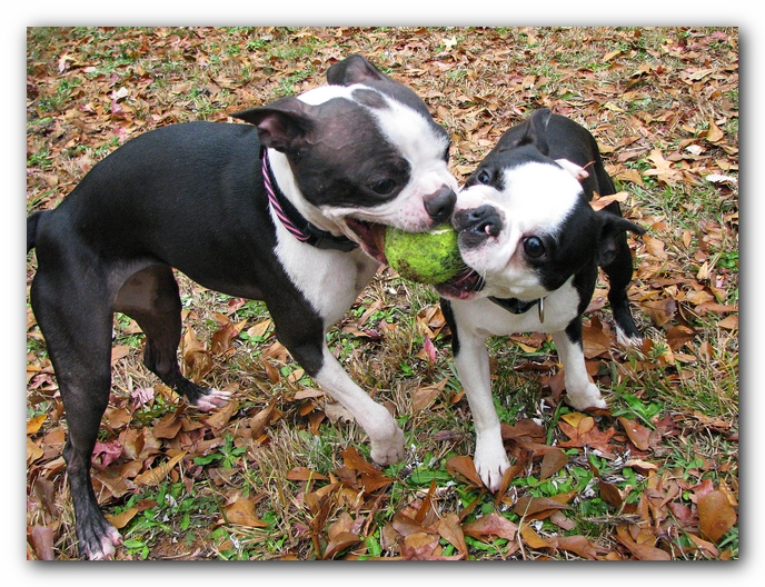 Miley and Howie - Boston Terrier Puppies
