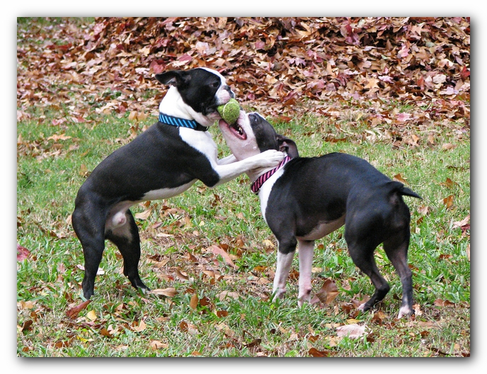 Miley and Howie - Boston Terrier Puppies