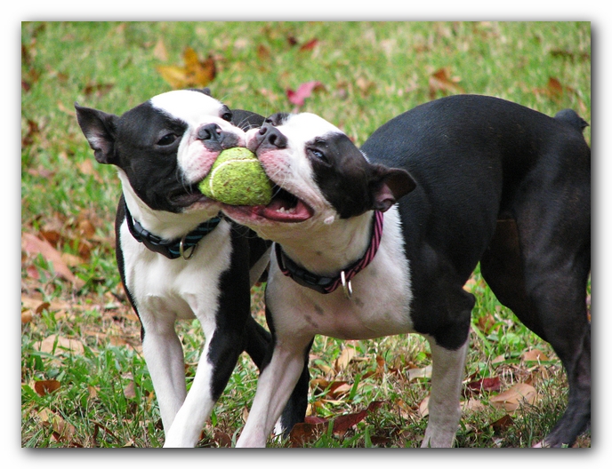 Miley and Howie - Boston Terrier Puppies