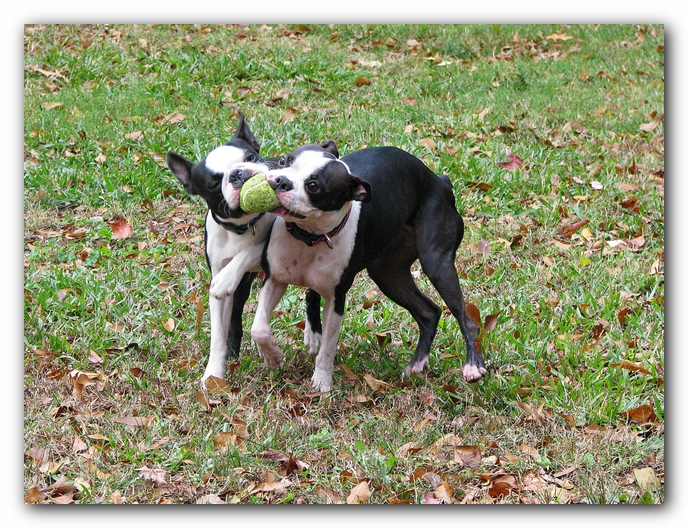 Miley and Howie - Boston Terrier Puppies