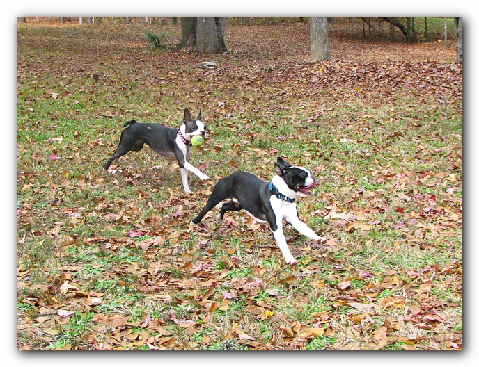 Miley and Howie - Boston Terrier Puppies