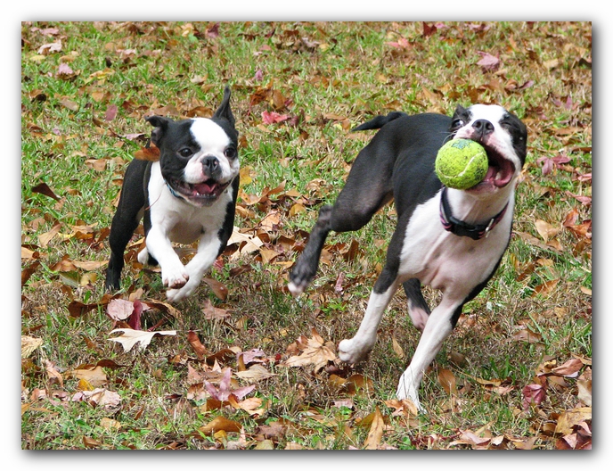 Miley and Howie - Boston Terrier Puppies