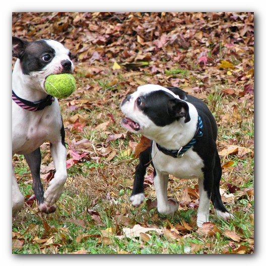 Miley and Howie - Boston Terrier Puppies