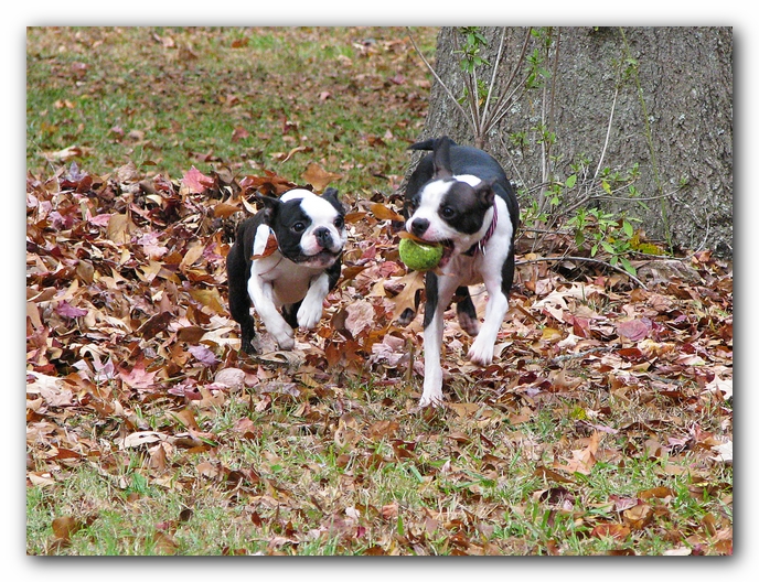 Miley and Howie - Boston Terrier Puppies