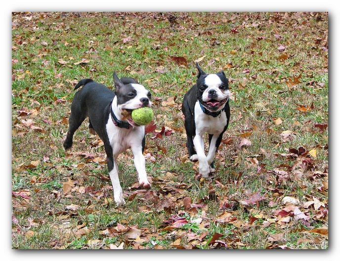 Miley and Howie - Boston Terrier Puppies