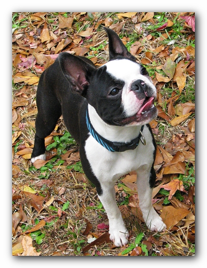 Miley and Howie - Boston Terrier Puppies