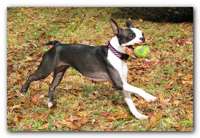 Miley and Howie - Boston Terrier Puppies
