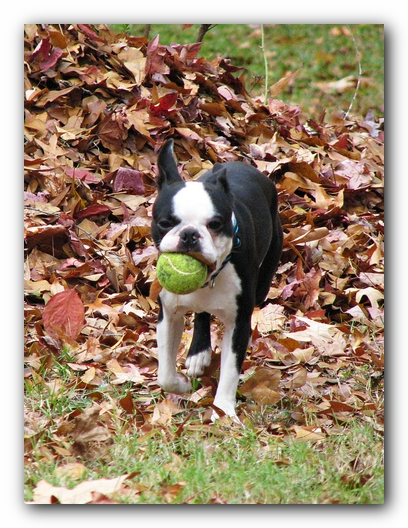 Miley and Howie - Boston Terrier Puppies