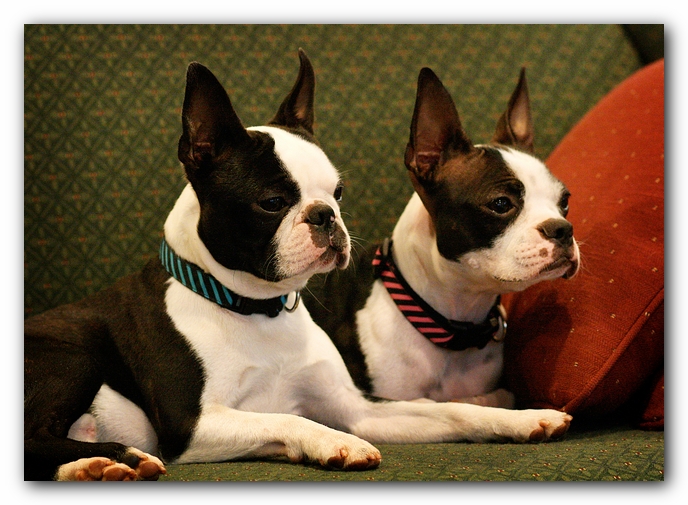 Miley and Howie - Boston Terrier Puppies