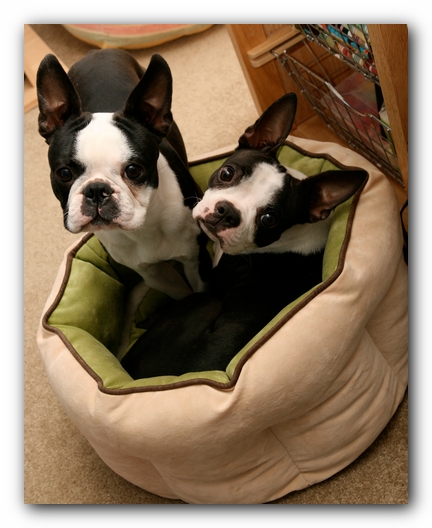 Miley and Howie - Boston Terrier Puppies