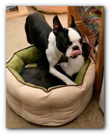 Miley and Howie - Boston Terrier Puppies
