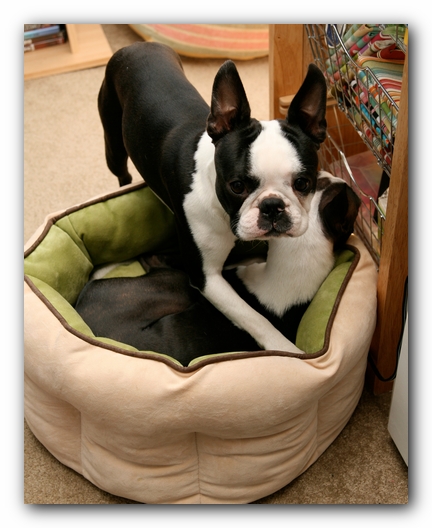 Miley and Howie - Boston Terrier Puppies