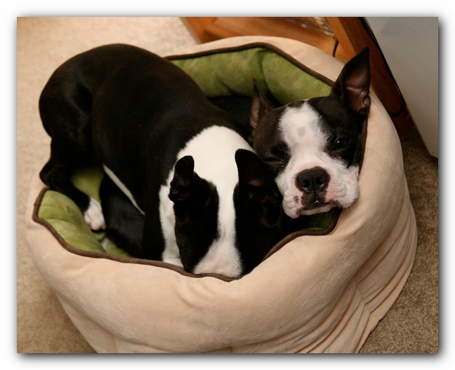 Miley and Howie - Boston Terrier Puppies