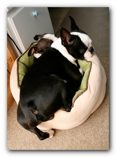 Miley and Howie - Boston Terrier Puppies