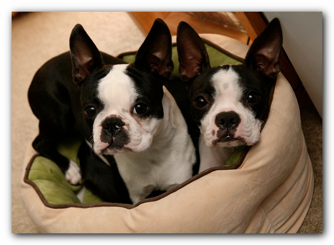 Miley and Howie - Boston Terrier Puppies