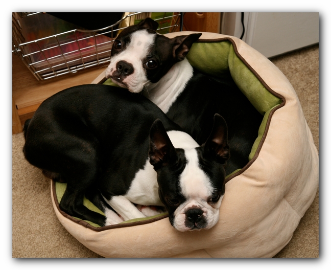 Miley and Howie - Boston Terrier Puppies