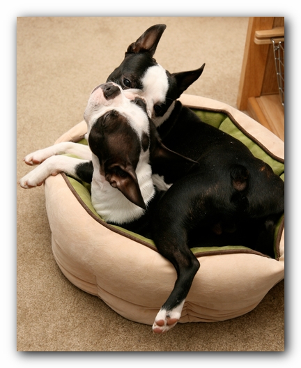 Miley and Howie - Boston Terrier Puppies