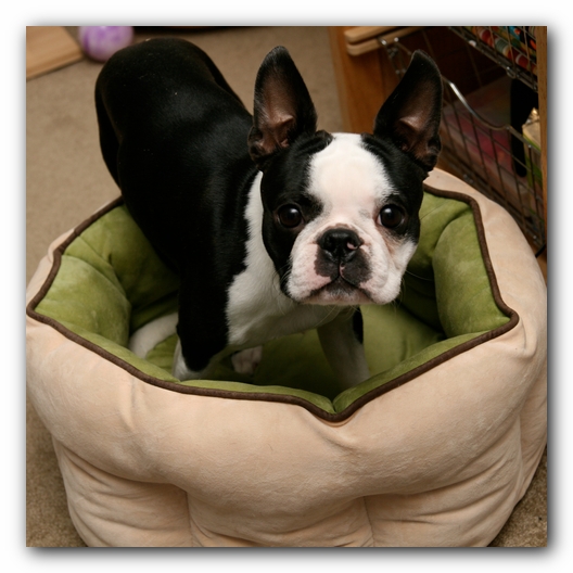 Miley and Howie - Boston Terrier Puppies