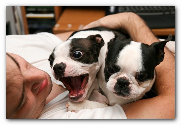 Miley and Howie - Boston Terrier Puppies