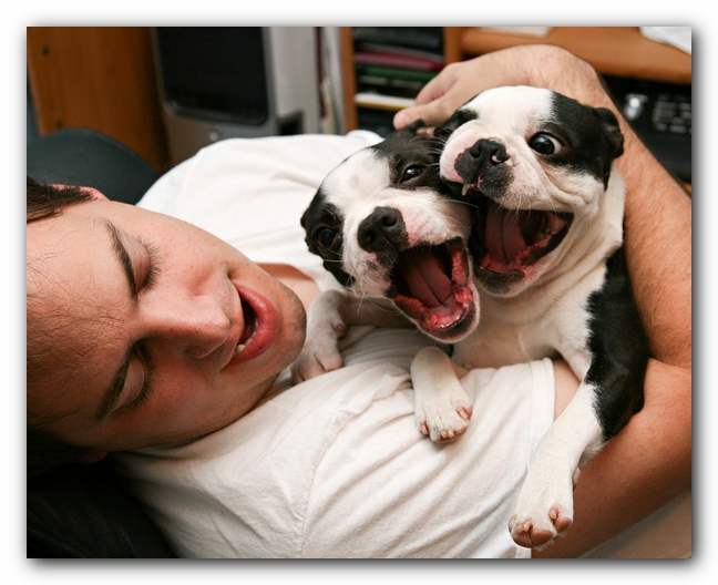 Miley and Howie - Boston Terrier Puppies