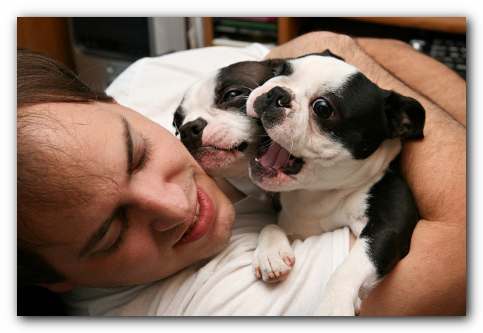 Miley and Howie - Boston Terrier Puppies