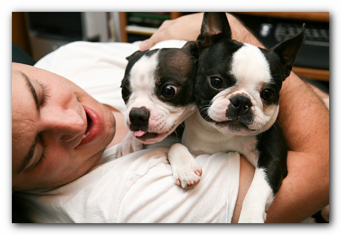 Miley and Howie - Boston Terrier Puppies