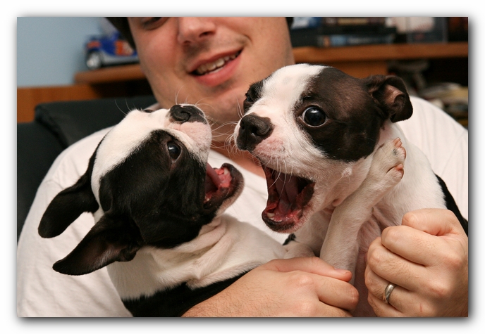 Miley and Howie - Boston Terrier Puppies