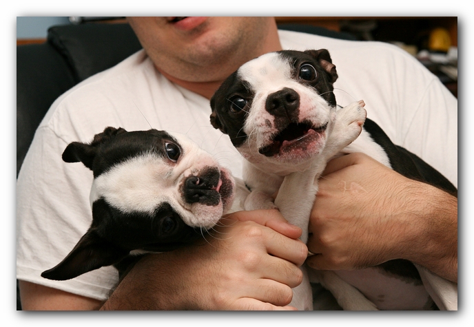 Miley and Howie - Boston Terrier Puppies