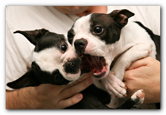 Miley and Howie - Boston Terrier Puppies