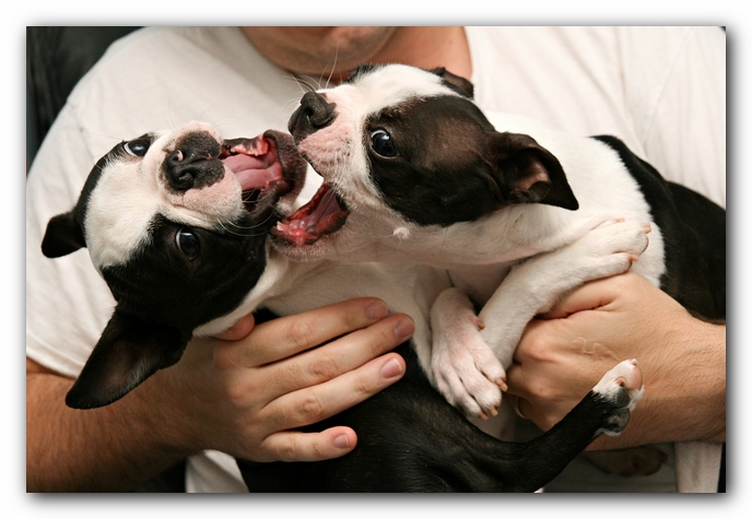 Miley and Howie - Boston Terrier Puppies