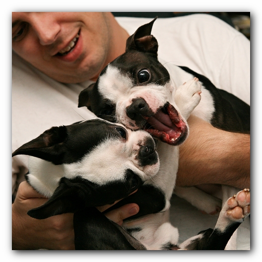 Miley and Howie - Boston Terrier Puppies
