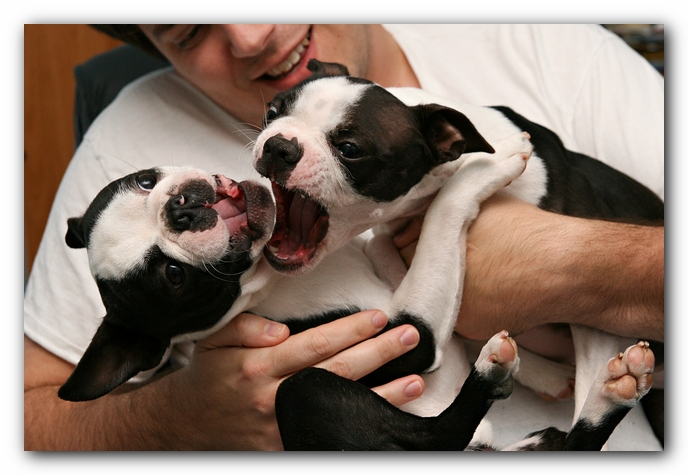Miley and Howie - Boston Terrier Puppies