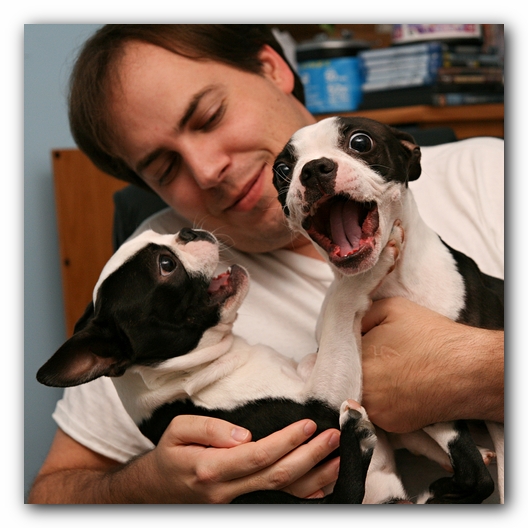 Miley and Howie - Boston Terrier Puppies