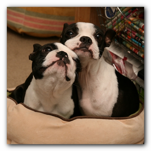 Miley and Howie - Boston Terrier Puppies