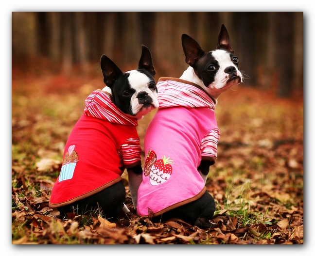Miley and Howie - Boston Terrier Puppies