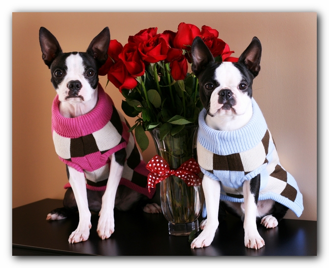 Miley and Howie - Boston Terrier Puppies