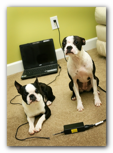 Miley and Howie - Boston Terrier Puppies