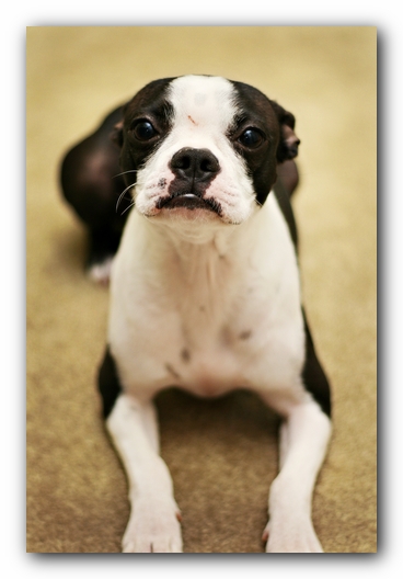 Miley and Howie - Boston Terrier Puppies