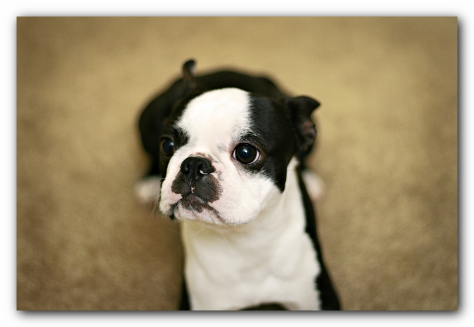 Miley and Howie - Boston Terrier Puppies