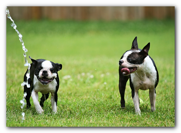 Miley and Howie - Boston Terrier Puppies