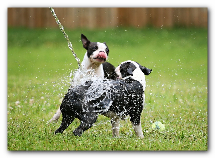 Miley and Howie - Boston Terrier Puppies