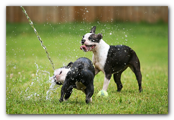 Miley and Howie - Boston Terrier Puppies