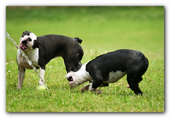 Miley and Howie - Boston Terrier Puppies
