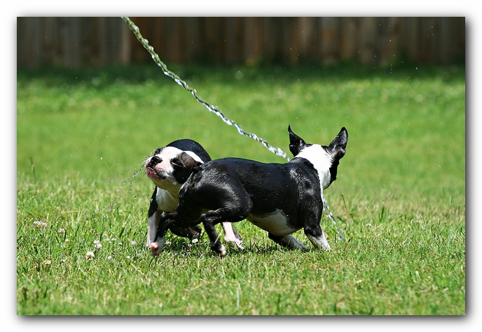 Miley and Howie - Boston Terrier Puppies